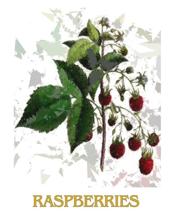"Raspberries" Vintage Fruit Print Redesigned - Two Sizes