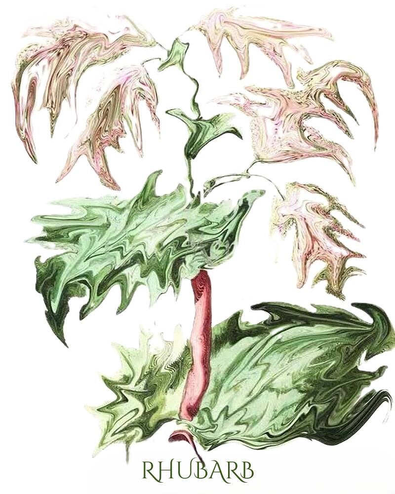 rhubarb-1-standard-mr79r9.jpg