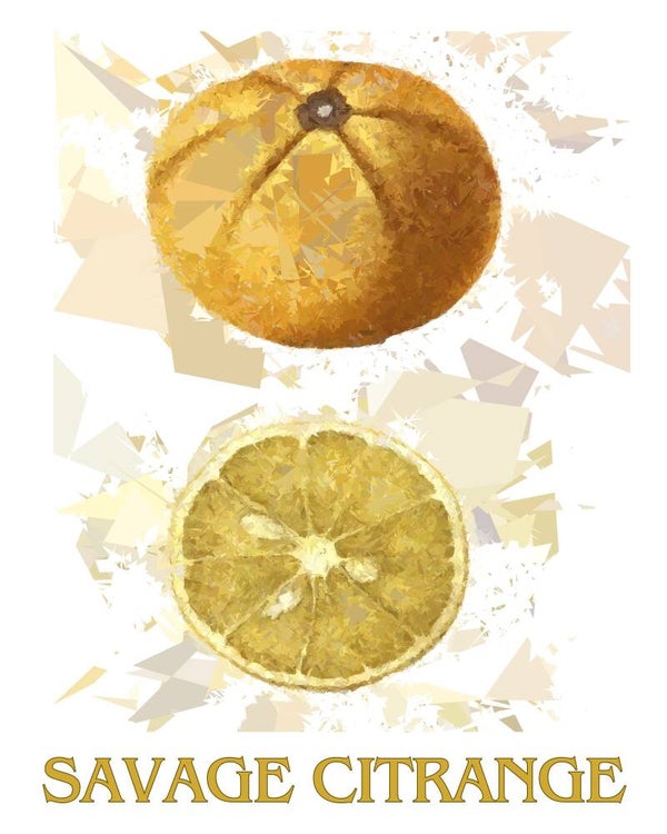 "Savage Citrange" Vintage Fruit Print Redesigned - Two Sizes