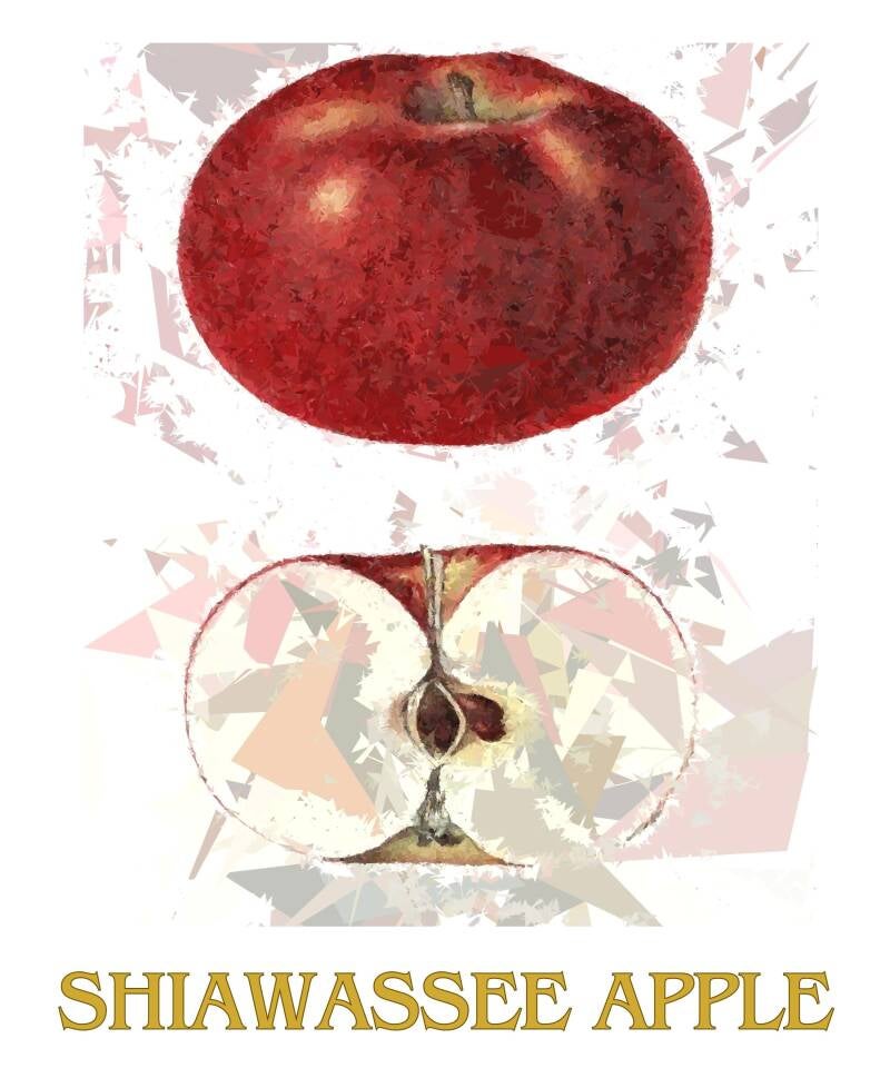 shiawassee-apple-1-standard-invskj.jpg