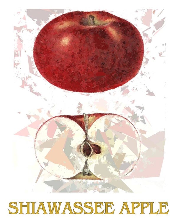 "Shiawassee Apple" Vintage Fruit Print Redesigned - Two Sizes