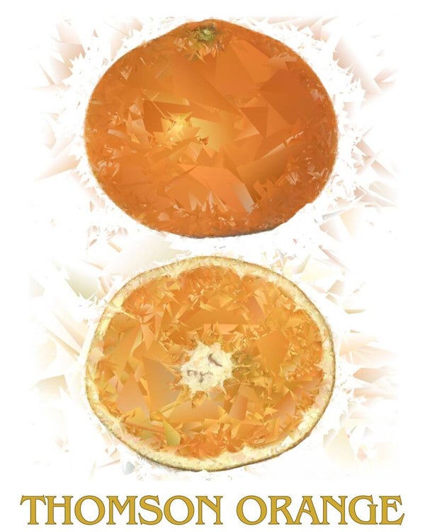 "Thomson Orange" Vintage Fruit Print Redesigned - Two Sizes
