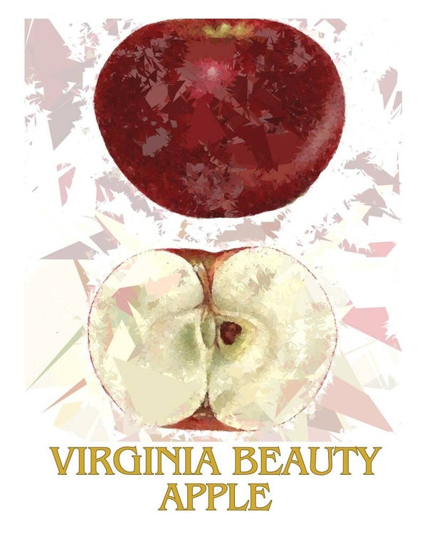 "Virginia Beauty Apple" Vintage Fruit Print Redesigned - Two Sizes