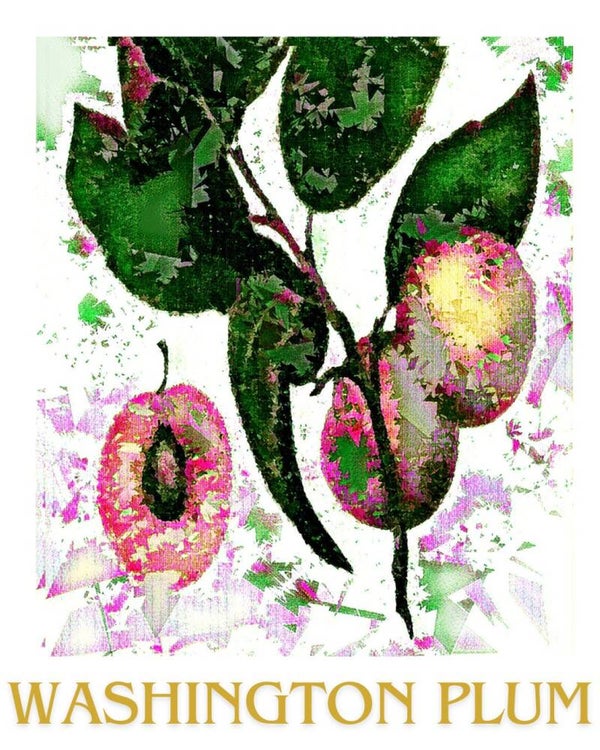 "Washington Plum" Vintage Fruit Print Redesigned - Two Sizes