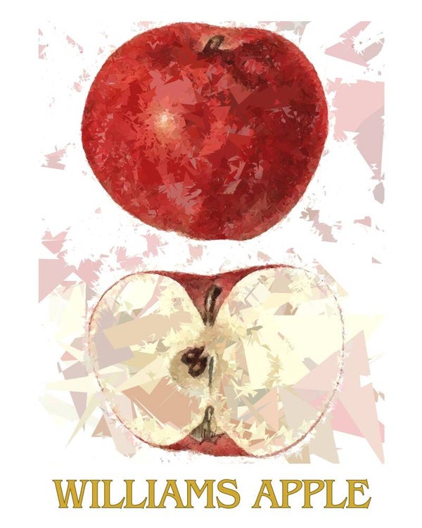 "Williams Apple" Vintage Fruit Print Redesigned - Two Sizes