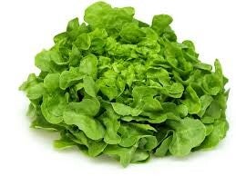 sla - eikenbladsla groen