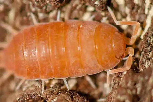 Giant orange isopods
