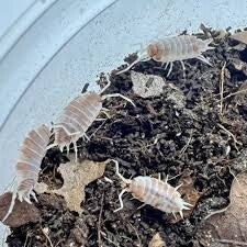 Dalmatian isopods