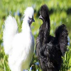 poule-soie-standard.jpg