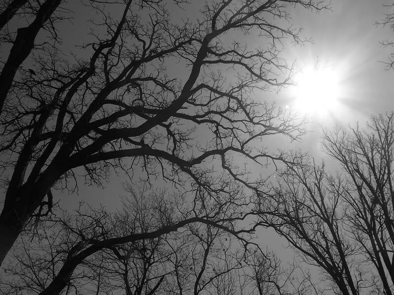 reaching for sunshine