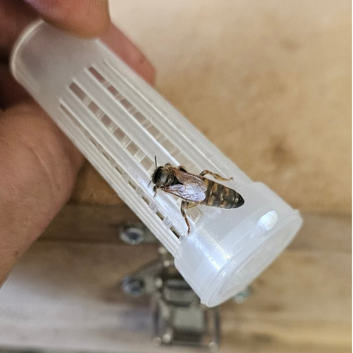 Reine Buckfast Vierge