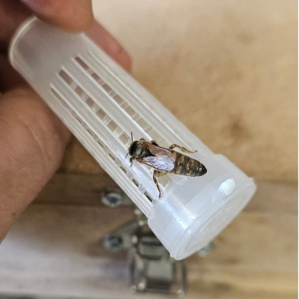 Reine Buckfast Vierge