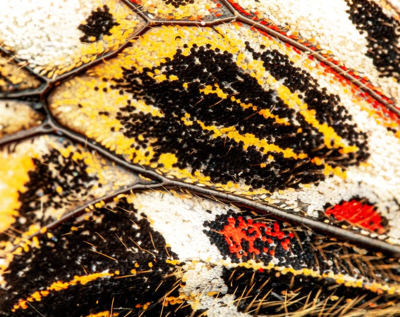 Detail Osterluzeifalter