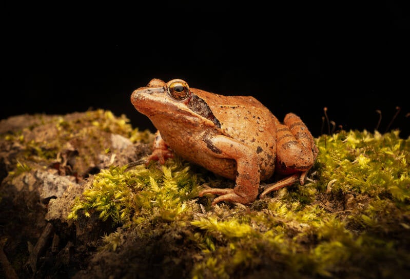Springfrosch
