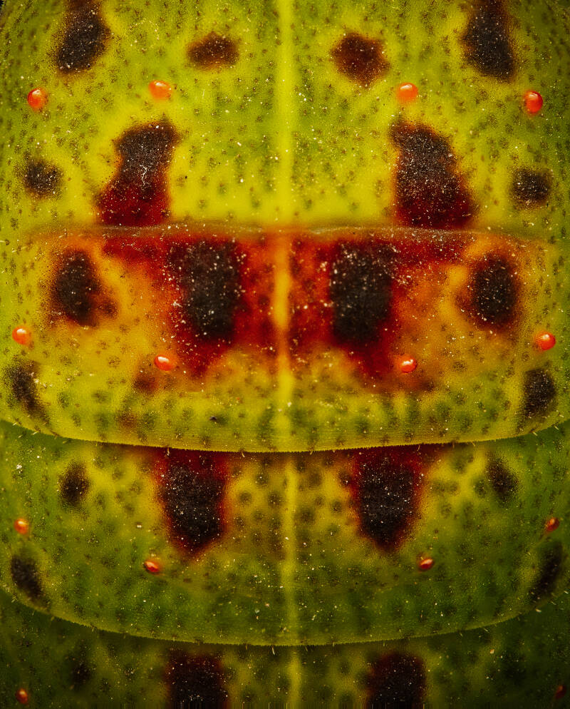 Rückendetail der Raupe eines Segefalters