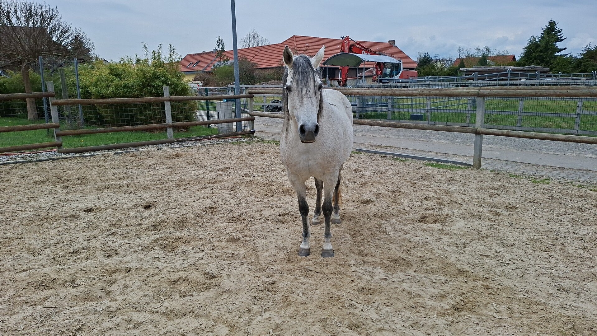 Coaching, Persönlichkeit, Wirkung, Pferde, tiergestützt, Mitarbeiter, Teamleiter, Führung, Natur