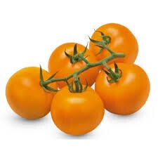 tomates auriga
