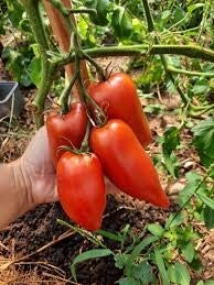 tomates Cornue des Andes