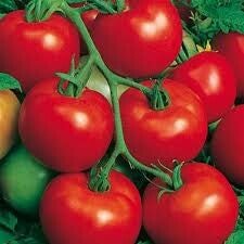 tomates saint-piere