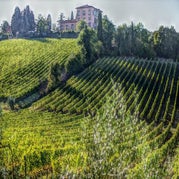 bolgheri4.jpg