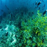 snorkelen.jpg