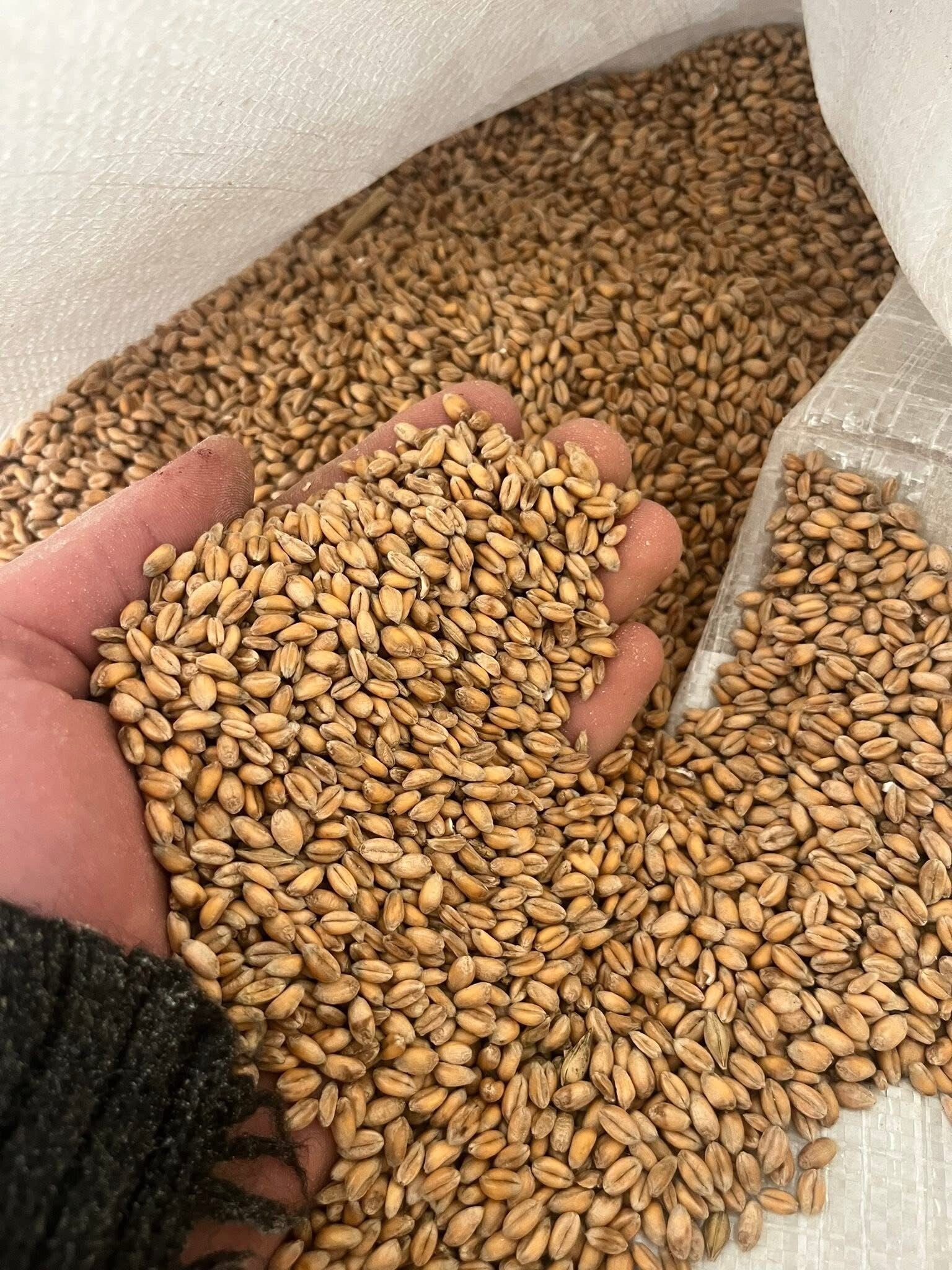 Whole Feed Wheat 25kg