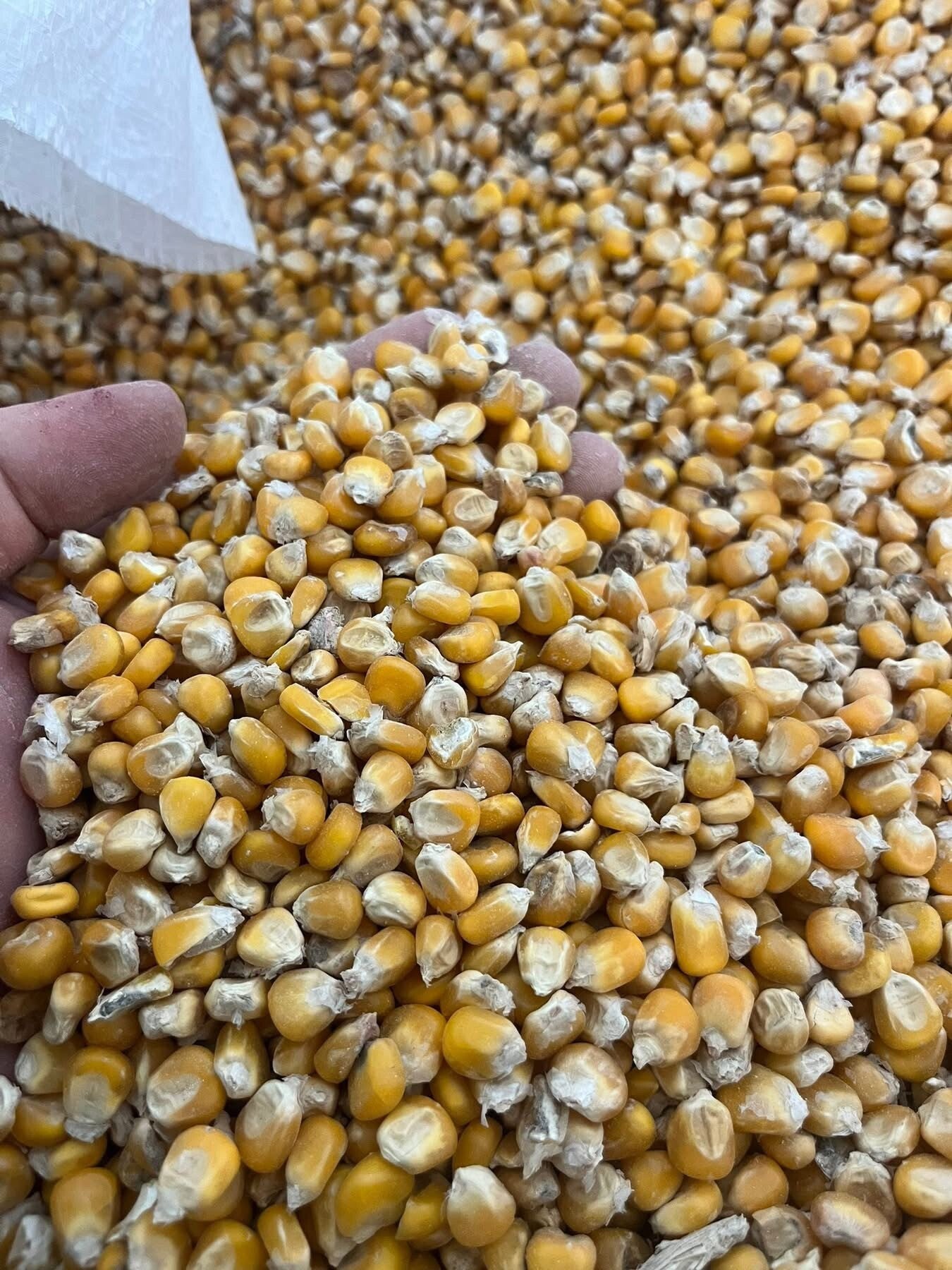Whole Feed Maize Grain 25kg