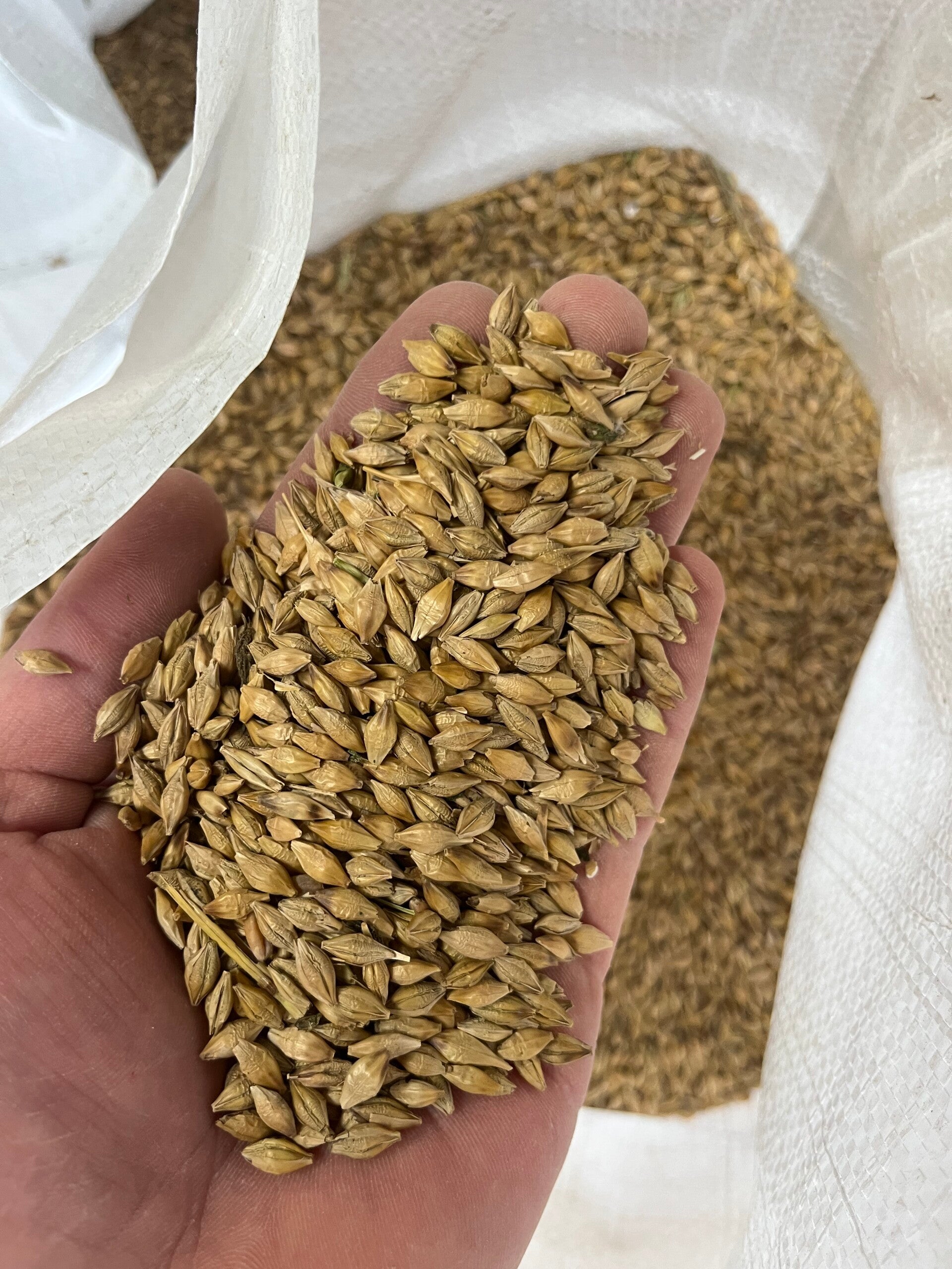 Whole Feed Barley 25kg