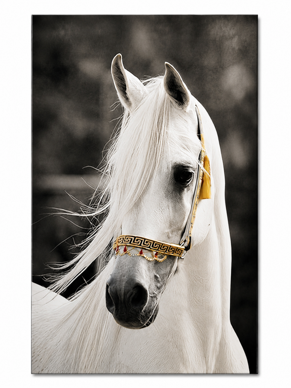 PVC Photo Panels