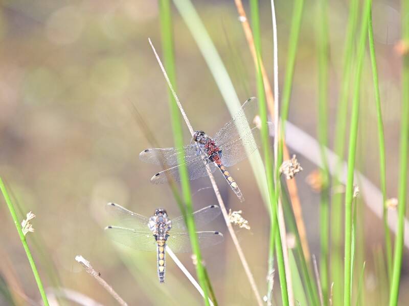 Gevlekte witsnuitlibel