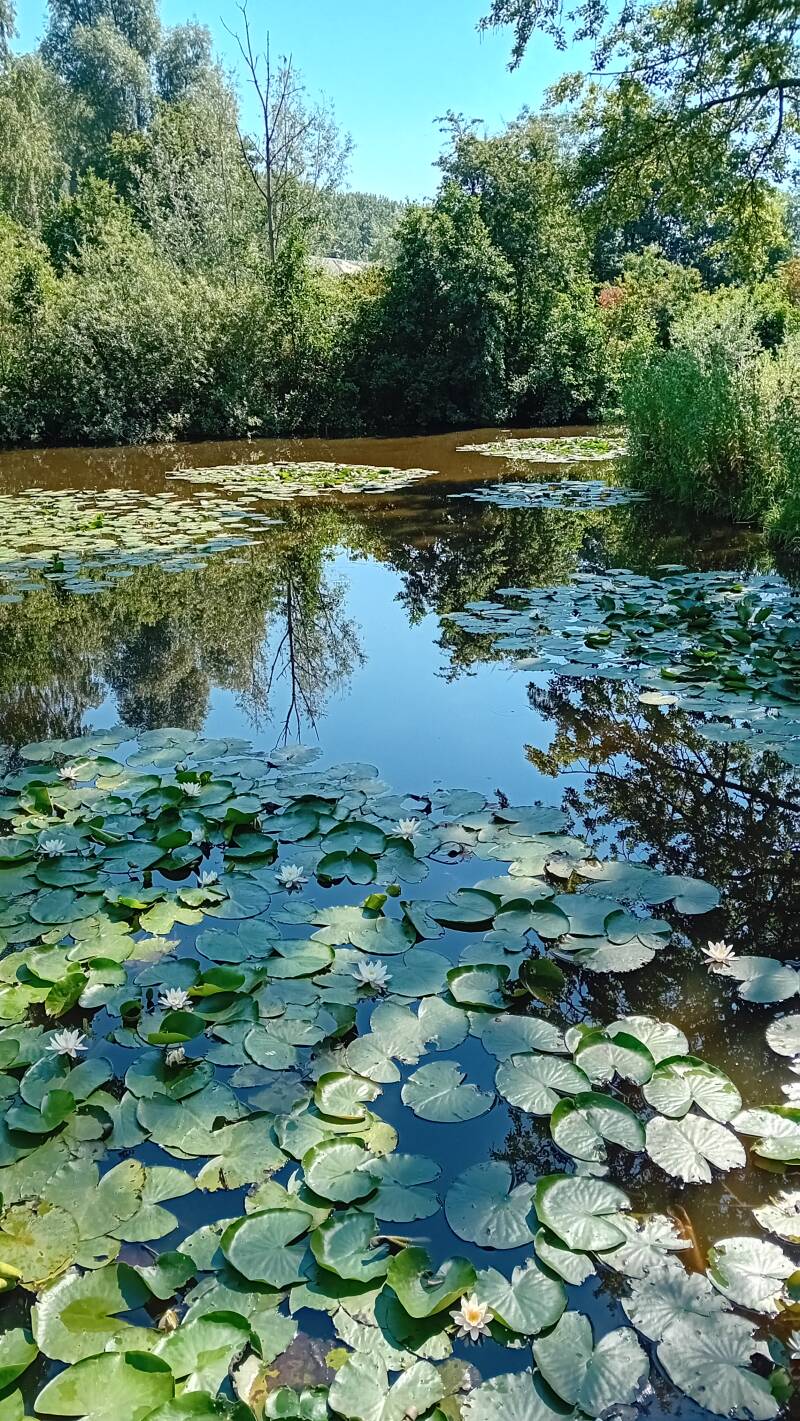 rust en ruimte in je hoofd door natuucoaching en wandelcoaching: de natuur is een spiegel voor je gevoelens