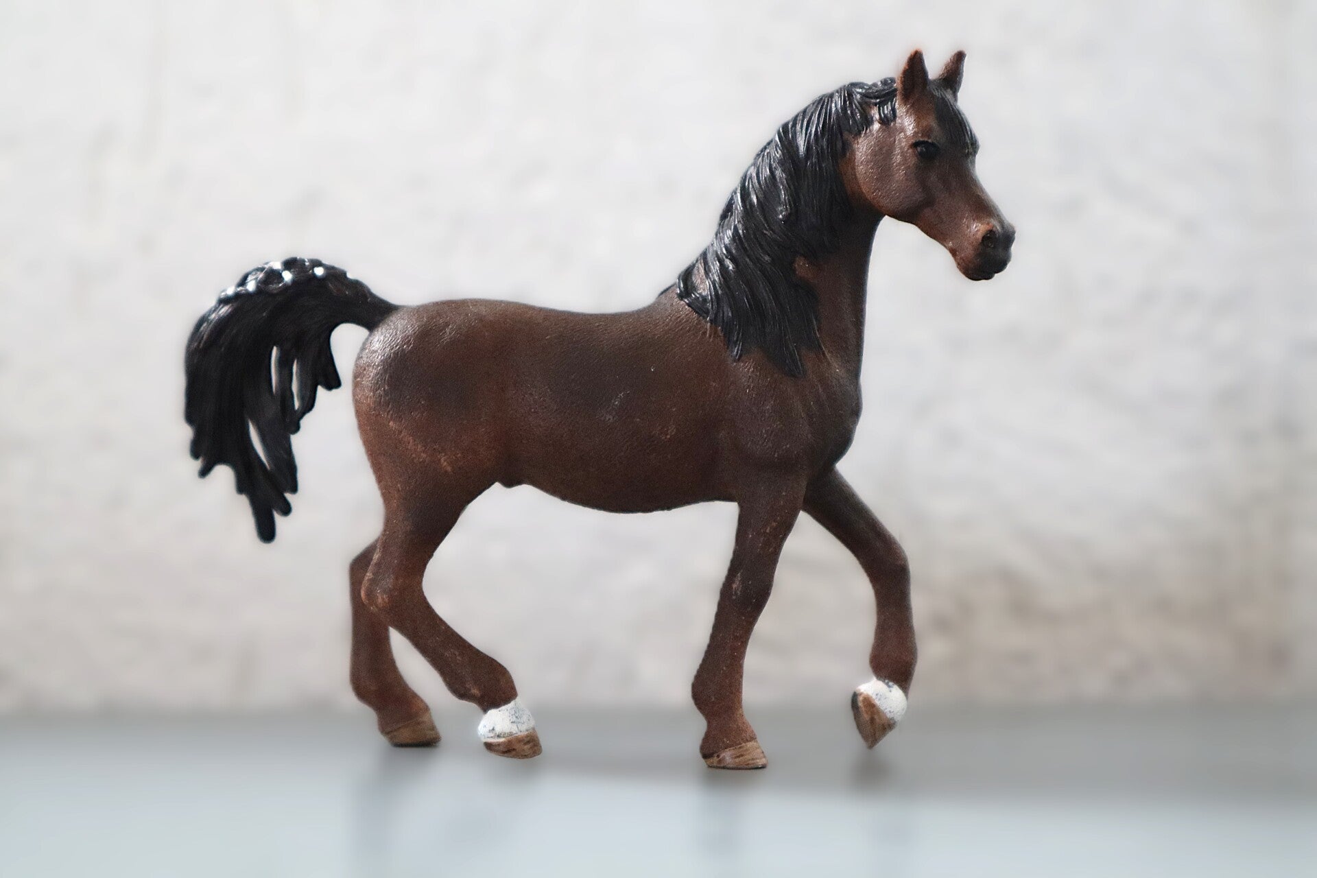 Arabier hengst 13907