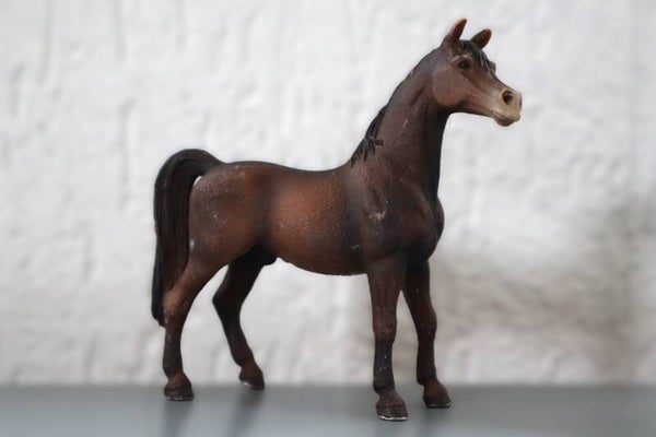 Arabier hengst 13629