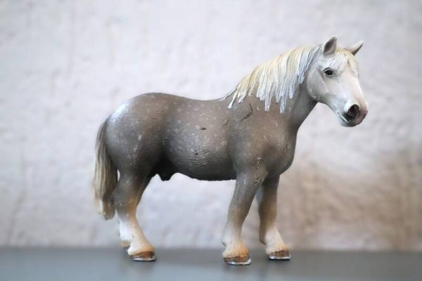 Percheron hengst 13623