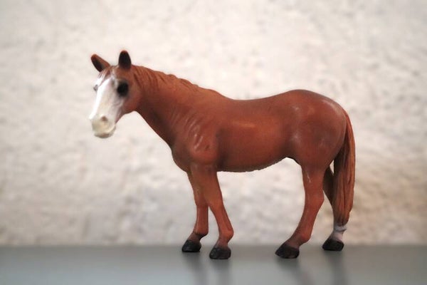 Quarter horse merrie 13251