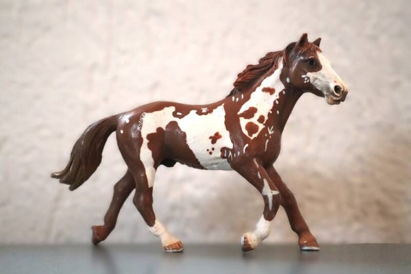 Pinto hengst 13616
