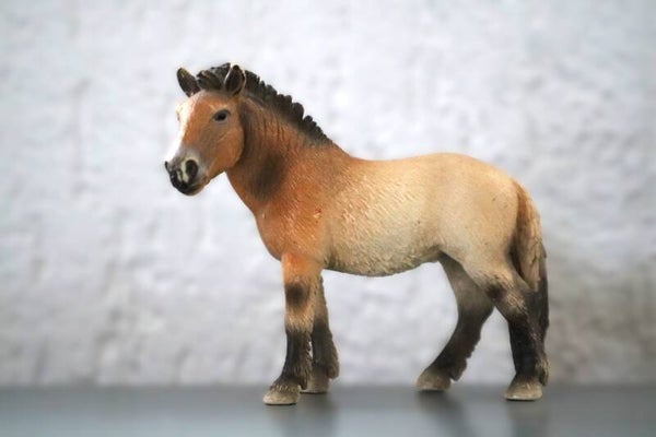Przewalski pony 13620
