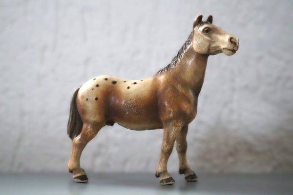 Appaloosa hengst 13229