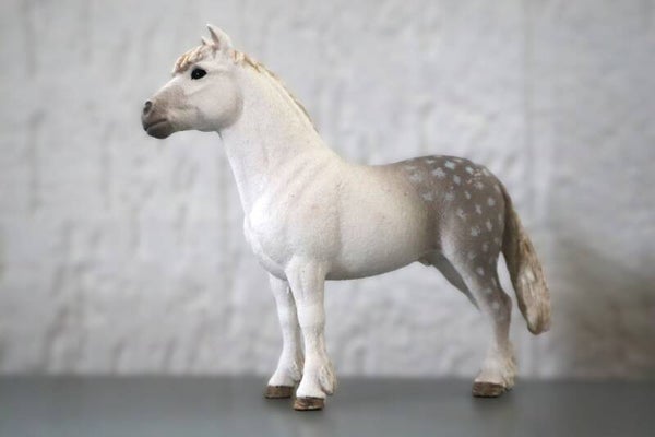 Welsh pony hengst 13871
