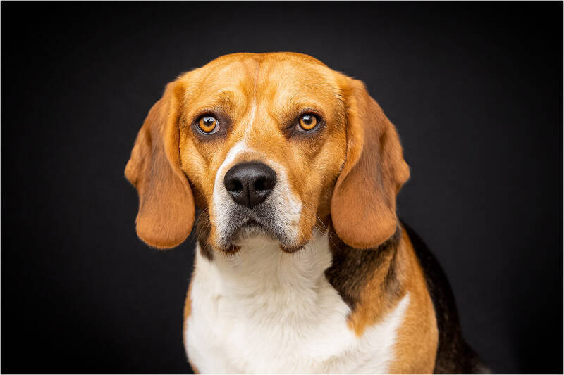 Foto Beagle