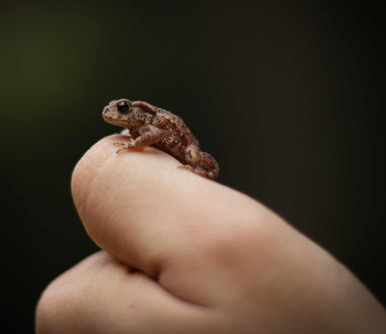 De juiste pad, een Coronkel, een kort verhaal uit de reeks korte verhalen in Corona-tijd, mijn Coronkels.