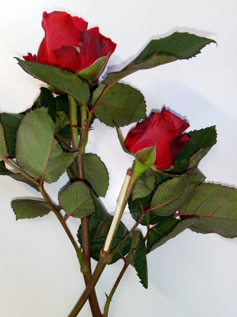 De gespalkte roos, een kort verhaal uit de serie Coronkels, korte verhalen in Corona-tijd.