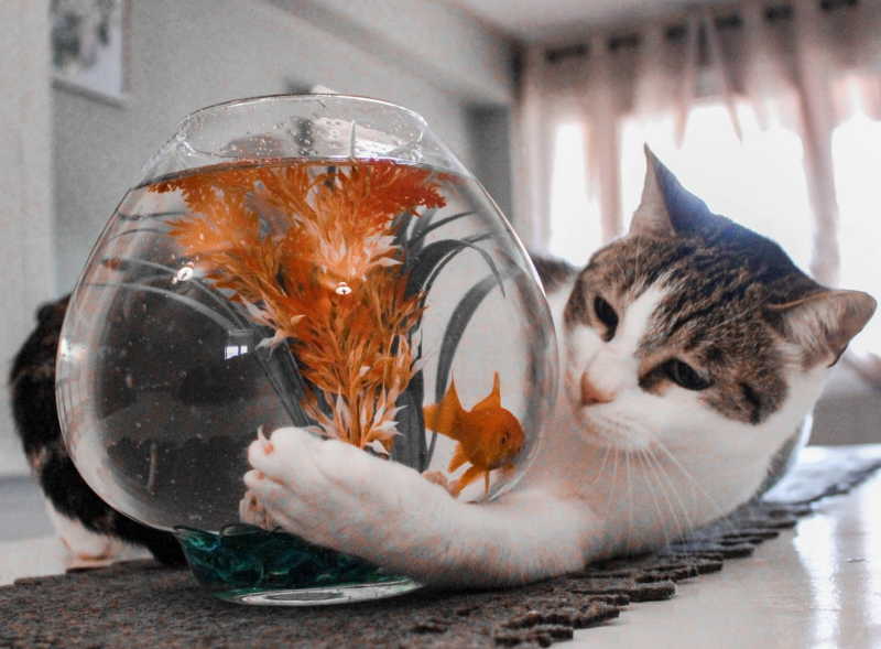 Slimmeriken, een kort verhaal uit de serie Coronkels, korte verhalen in Corona-tijd.