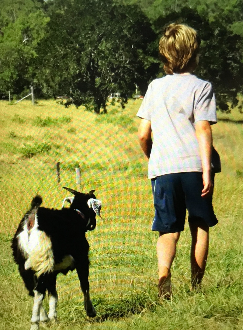 Vooruit met de geit, een kort verhaal uit de serie Coronkels, korte verhalen in Corona-tijd.