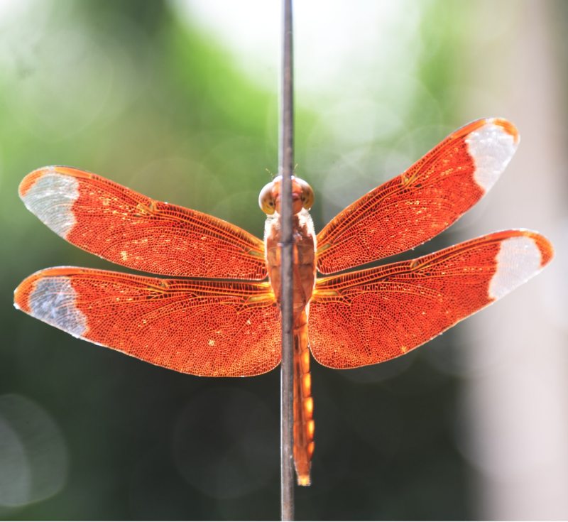 Angel, een kort verhaal uit de serie Coronkels, korte verhalen in Corona-tijd.