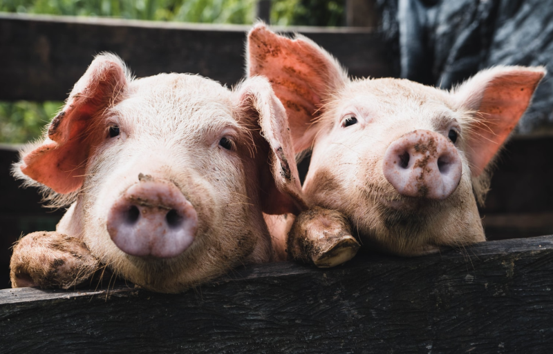 De schillen-boer, een kort verhaal uit de serie Coronkels, korte verhalen in Corona-tijd.