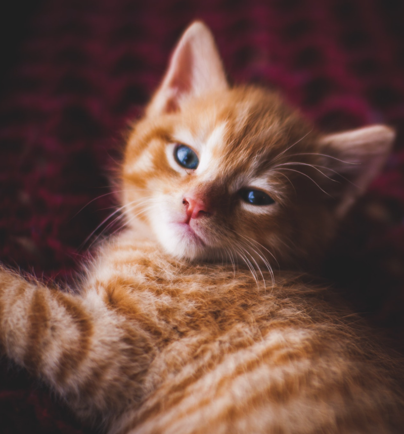 Kerstspinsel, een kort verhaal uit de serie Coronkels, korte verhalen in Corona-tijd.