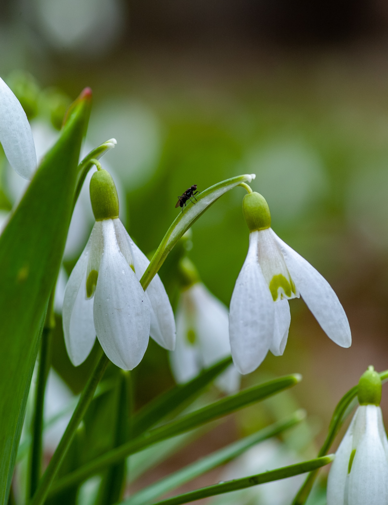 Het geluid van de stilte, een kort verhaal uit de serie Coronkels, korte verhalen in Corona-tijd.