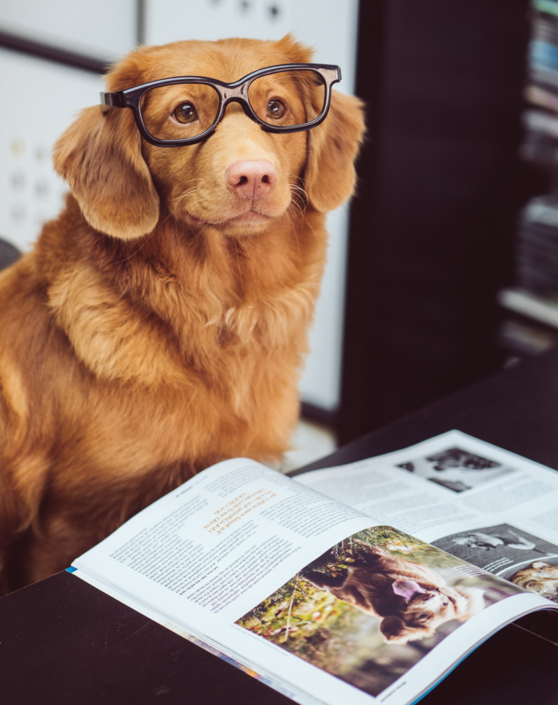 De sprookjesverteller, een kort verhaal uit de serie Coronkels, korte verhalen in Corona-tijd.