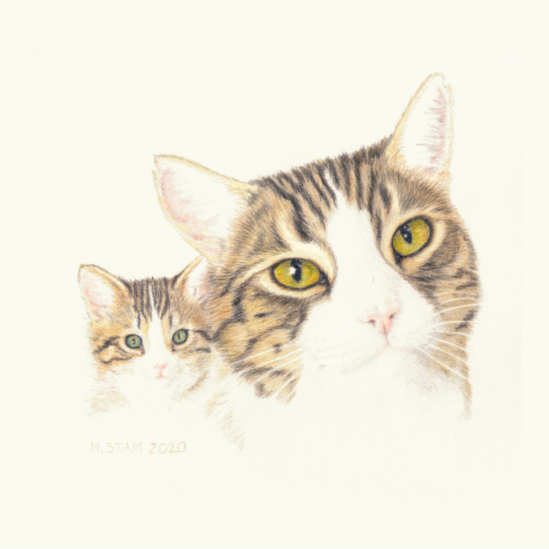 De kat die niet dood mocht, een kort verhaal uit de serie Coronkels, korte verhalen in Corona-tijd.